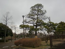 「今年も残り僅かとなりました.。o○」の写真