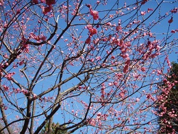 「梅の花?」の写真