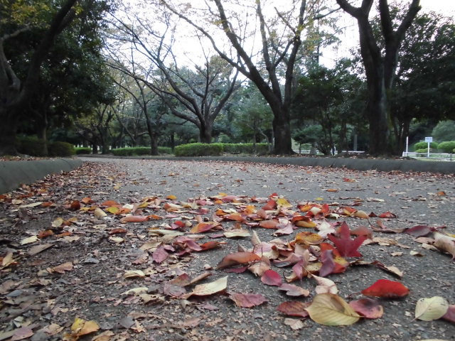 「紅葉」の写真
