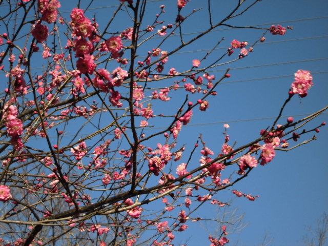「梅の花」の写真