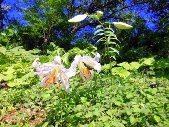 「俣野別邸ぷち・ぶら」の写真