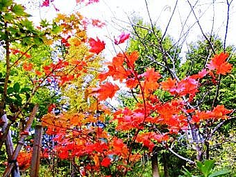 「秋声(しゅうせい)」の写真