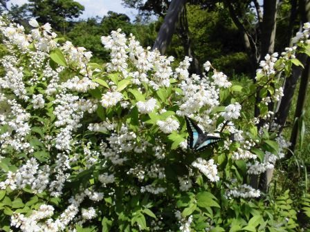 「植物と生き物」の写真