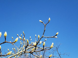 「ひざし」の写真