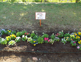 花壇の花植えの写真