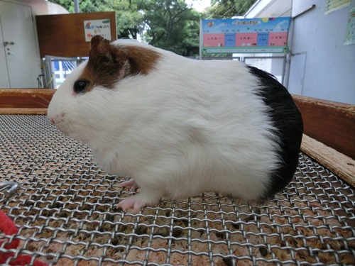 あついんです～っ!の写真