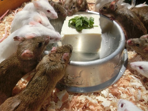 なかよし広場のお中元の写真