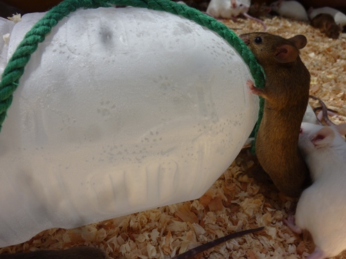 とある昼下りの写真