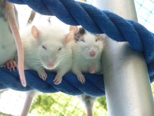 うとうと…の写真