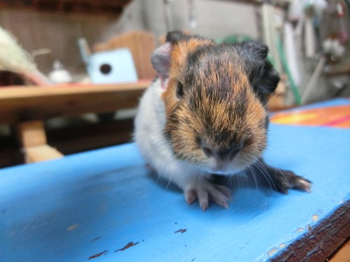こんなに大きくなりました☆の写真