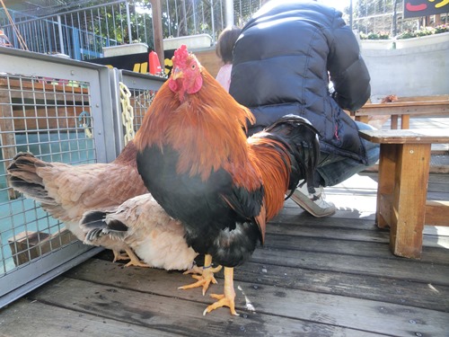 なかよし広場の恋愛事情♪の写真