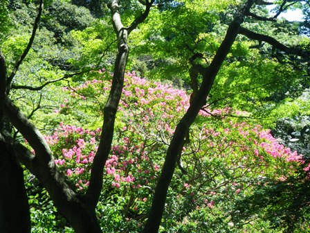 キバラクモノスガメが今年も産卵しましたの写真