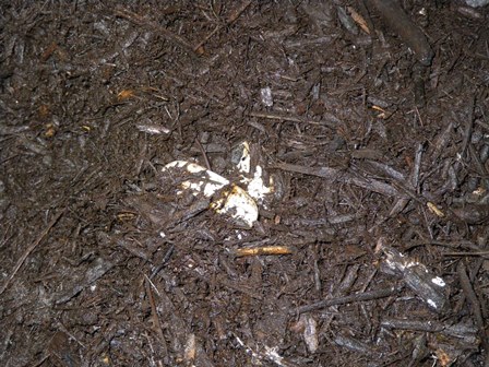 リュウキュウヤマガメが産卵しましたの写真