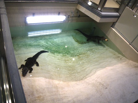 ヨウスコウワニの同居 その4の写真
