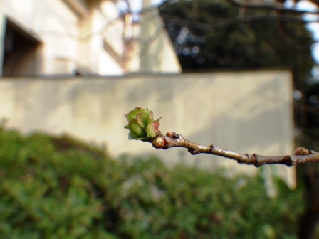 ヨウスコウワニの同居に失敗してしまいましたの写真