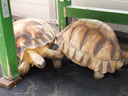 交尾シーズン突入の爬虫類館の写真