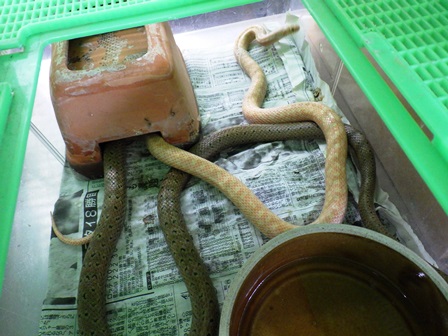 アルビノジムグリが交尾しましたの写真