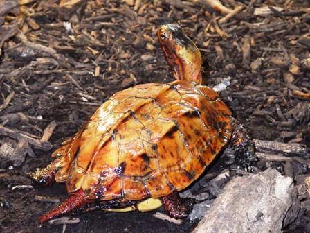 リュウキュウヤマガメが保護入園しましたの写真