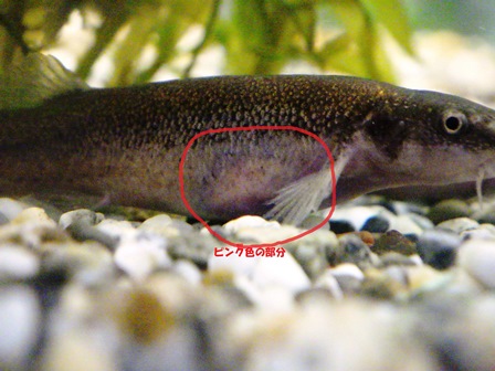 ホトケドジョウの稚魚誕生!の写真