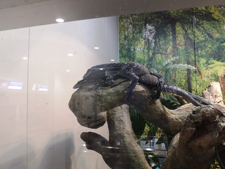 アオホソオオトカゲ来園 さっそく・・・の写真