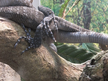 アオホソオオトカゲ来園 さっそく レプ担当のれぷブログ 野毛山動物園公式サイト 公益財団法人 横浜市緑の協会