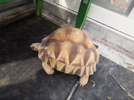 ヘサキリクガメ 今年2回目の産卵の写真