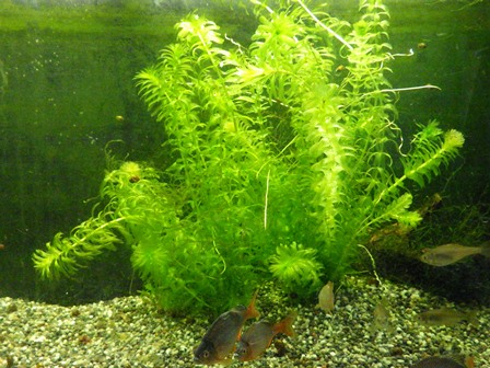 水草へのこだわりの写真