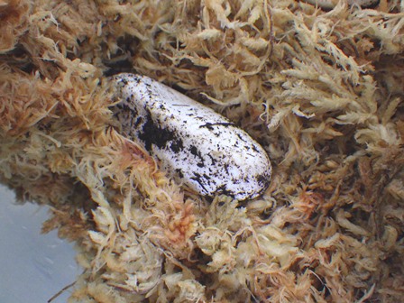 緊急速報 アオホソオオトカゲ産卵の写真