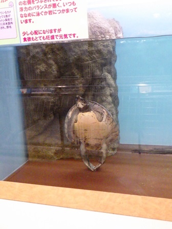 春の爬虫類館近況の写真