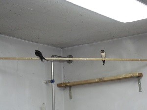 ツバメとともに夏は去り・・・|動物トピックス｜ブログ|野毛山動物園