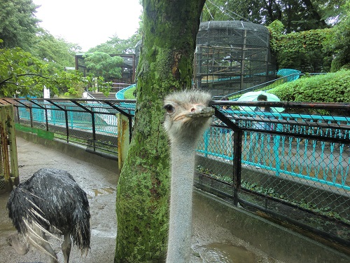 ダチョウの体重測定 その3の写真