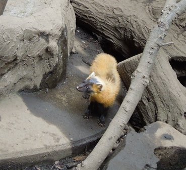 テンのお見合い 動物トピックス 野毛山動物園公式サイト 公益財団法人 横浜市緑の協会