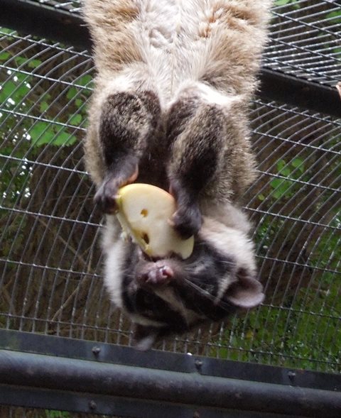 梅雨入りの小獣舎～その2～の写真