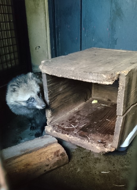 アカエリマキキツネザルがうまれましたの写真