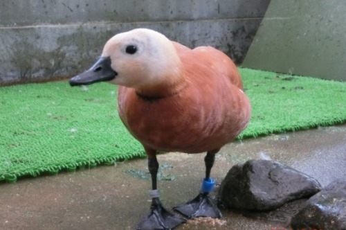 水鳥のからだ大解剖!の写真
