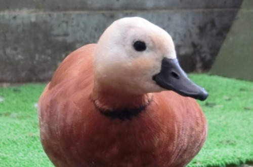 水鳥のからだ大解剖!|動物トピックス｜ブログ|野毛山動物園公式サイト