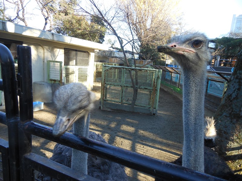 食いしん坊なダチョウたち 動物トピックス 野毛山動物園公式サイト 公益財団法人 横浜市緑の協会