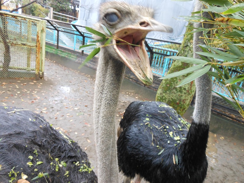 食いしん坊なダチョウたち 動物トピックス 野毛山動物園公式サイト 公益財団法人 横浜市緑の協会