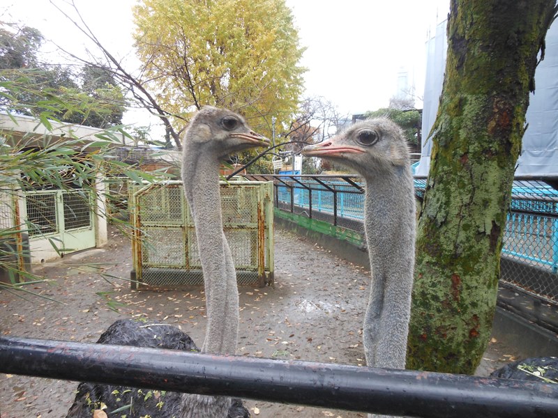 食いしん坊なダチョウたち 動物トピックス 野毛山動物園公式サイト 公益財団法人 横浜市緑の協会