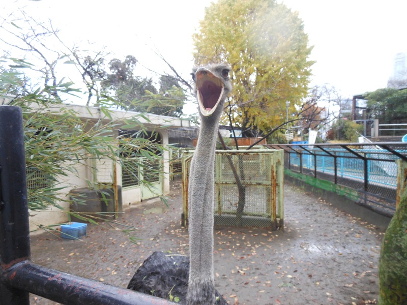 食いしん坊なダチョウたち 動物トピックス 野毛山動物園公式サイト 公益財団法人 横浜市緑の協会