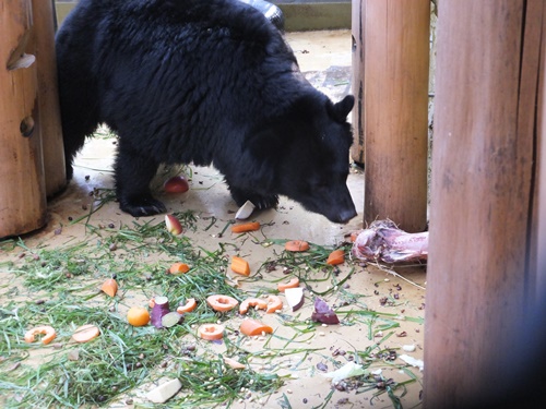 ツキノワグマにも大腿骨をあげてみたところの写真