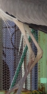 アオサギ、野生に帰るの写真