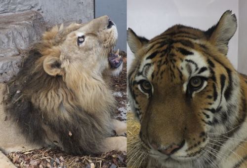 トラ ライオンのワクチン接種 動物トピックス 野毛山動物園公式サイト 公益財団法人 横浜市緑の協会