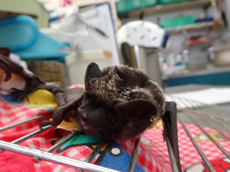 またある日のできごと|動物トピックス｜ブログ|野毛山動物園公式サイト