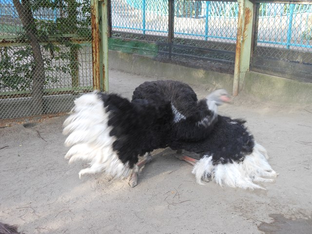 がんばれオース 動物トピックス 野毛山動物園公式サイト 公益財団法人 横浜市緑の協会