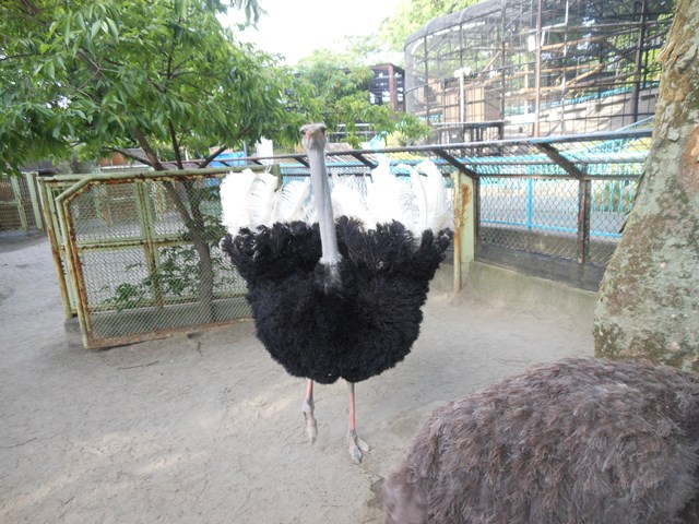 がんばれオース 動物トピックス 野毛山動物園公式サイト 公益財団法人 横浜市緑の協会