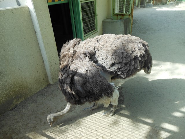 暑い日には…これ!の写真