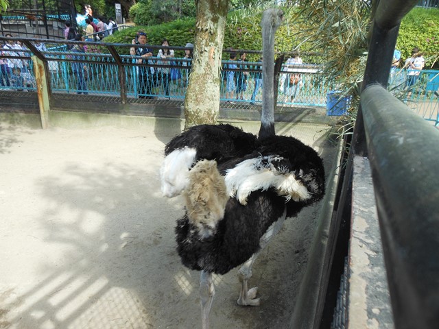暑い日には これ 動物トピックス 野毛山動物園公式サイト 公益財団法人 横浜市緑の協会