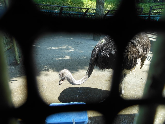 暑い日には これ 動物トピックス 野毛山動物園公式サイト 公益財団法人 横浜市緑の協会