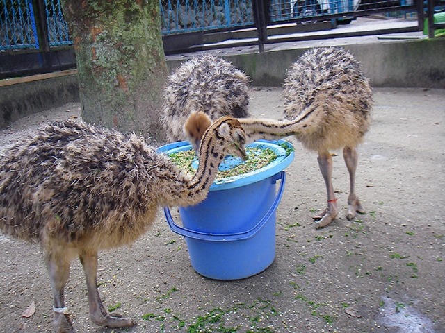 Happy Birthday グミ!の写真